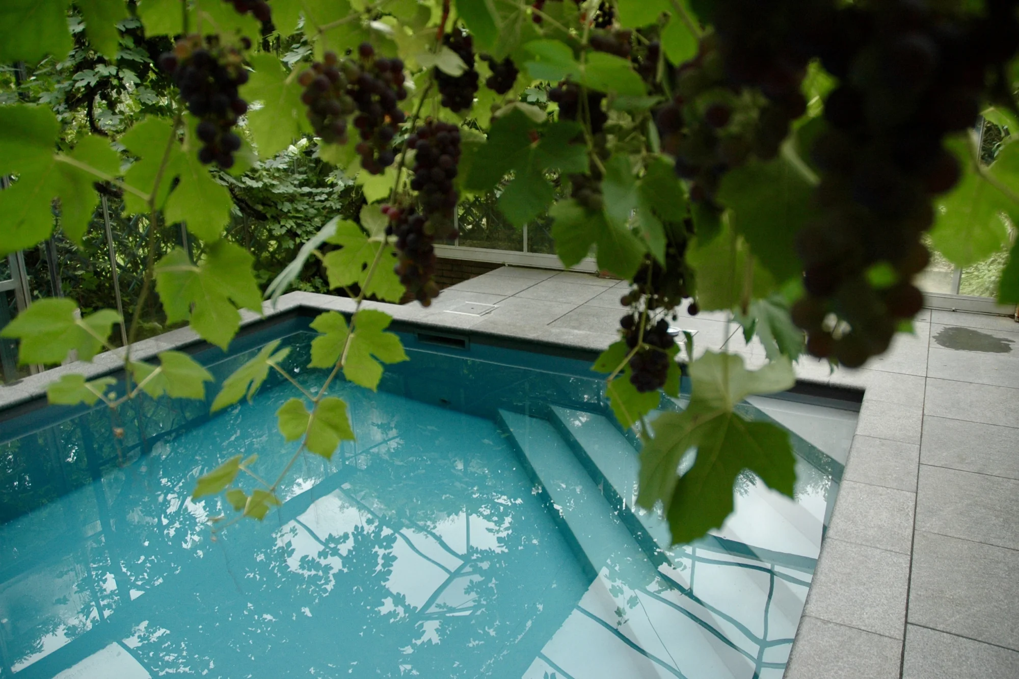 Renovatie foliezwembad in druivenkas